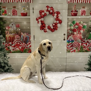 Santa Paws Wine Country Chapter